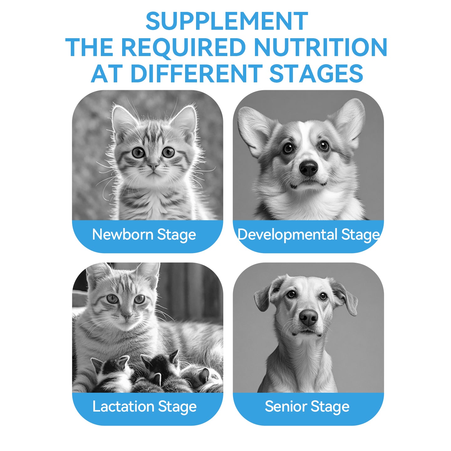 chanbuni Pet Goat Milk Powder Milk Calcium for Cats and Dogs Universal Lactoferrin Food Goat Milk Dietary Fiber Boosts Immunity